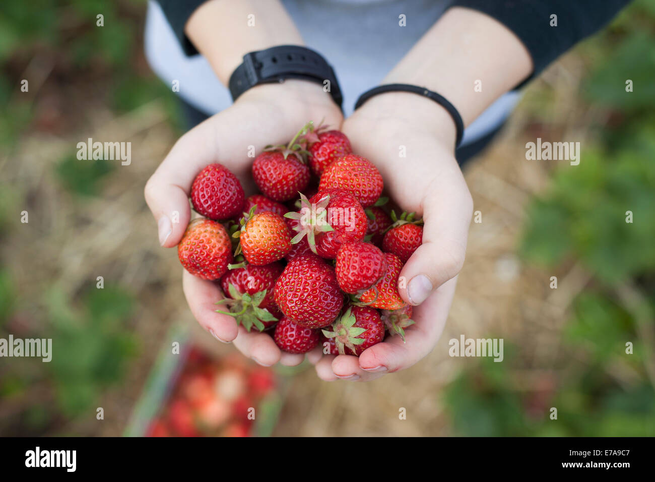 Close-up di mani fragole appena raccolte nel campo Foto Stock