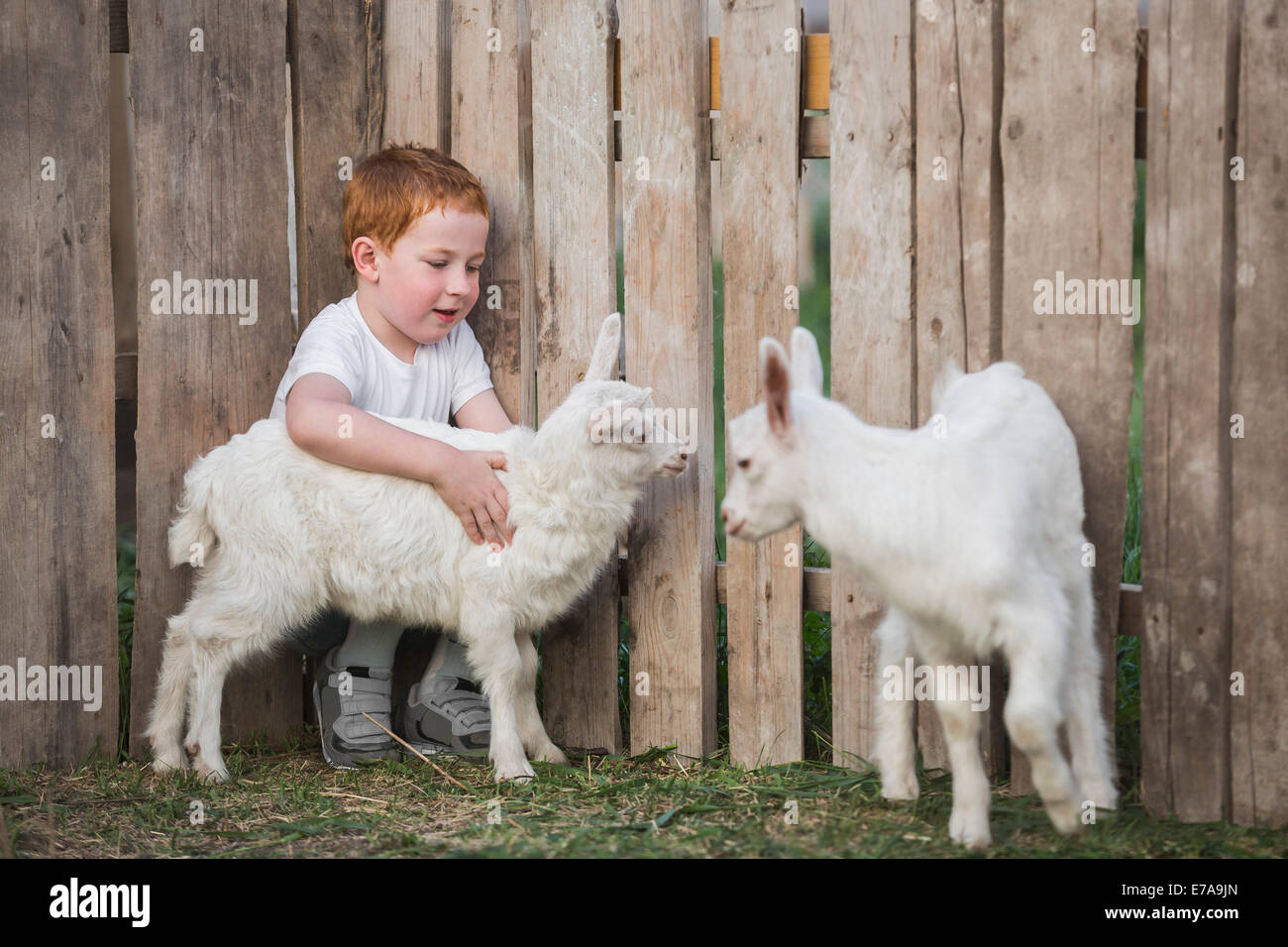 Giovane ragazzo giocando con il bambino capre in posizione di parcheggio Foto Stock