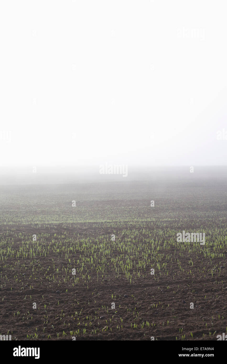 Vista del settore agricolo in foggy meteo contro il cielo chiaro Foto Stock