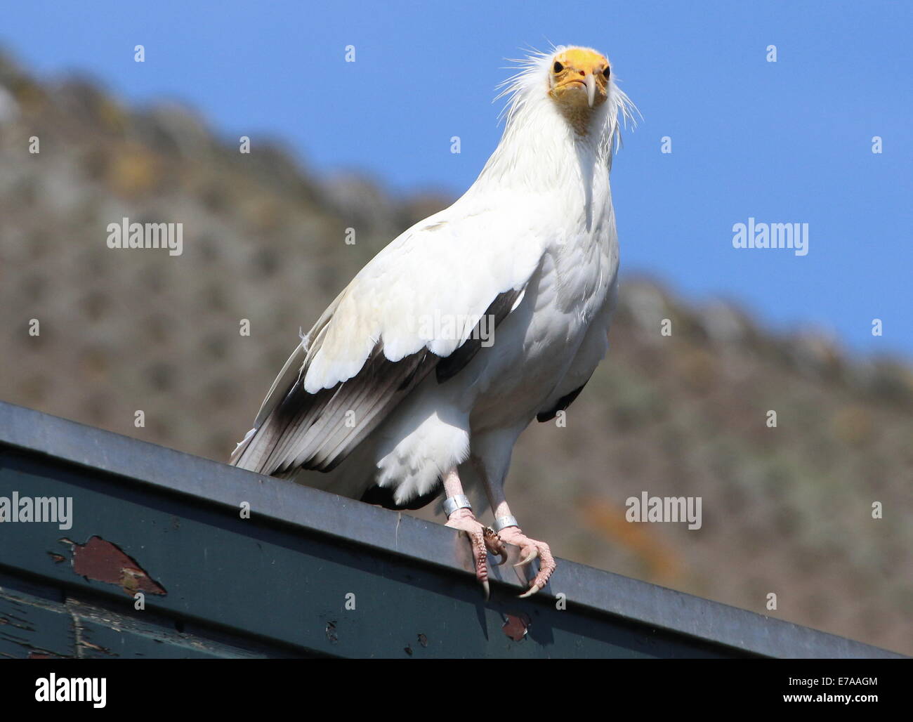 Avvoltoio egiziano o bianco scavenger di Capovaccaio (Neophron percnopterus) in posa su un tetto durante un raptor visualizza Foto Stock