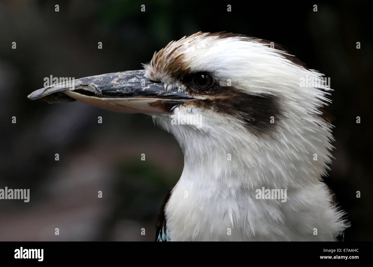 Close-up di un ridere kookaburra (Dacelo novaeguineae) Foto Stock
