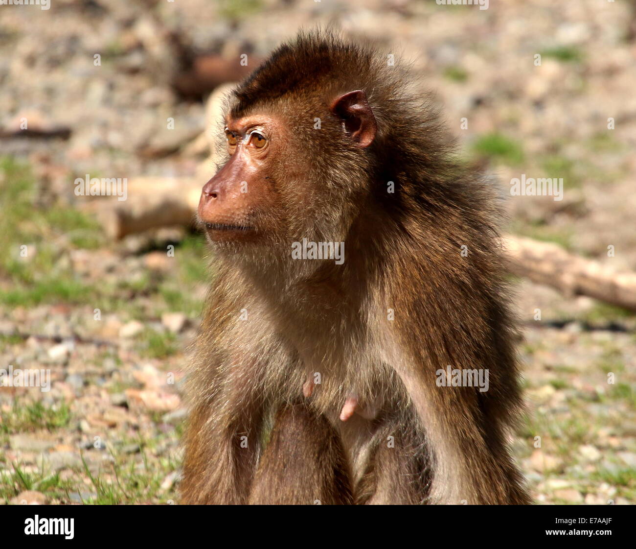 Femmina di maiale meridionale-coda Macaque (Macaca nemestrina) close-up Foto Stock