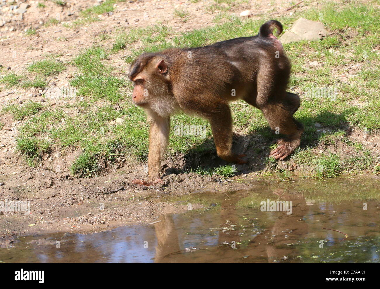 Maschio di maiale meridionale-coda Macaque (Macaca nemestrina) camminando lungo il bordo dell'acqua Foto Stock