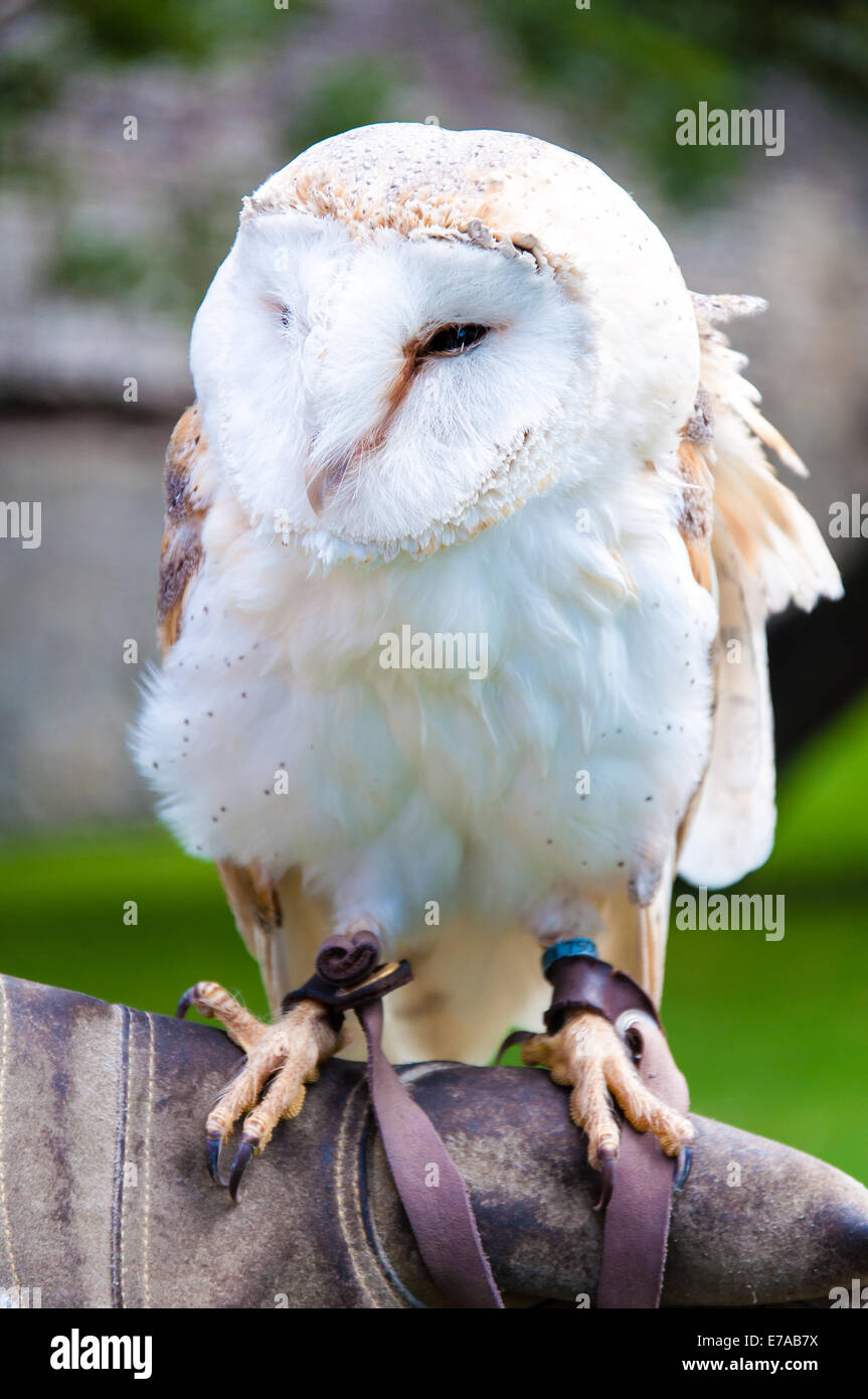 Vista del Barbagianni seduti su falconer guanto Foto Stock