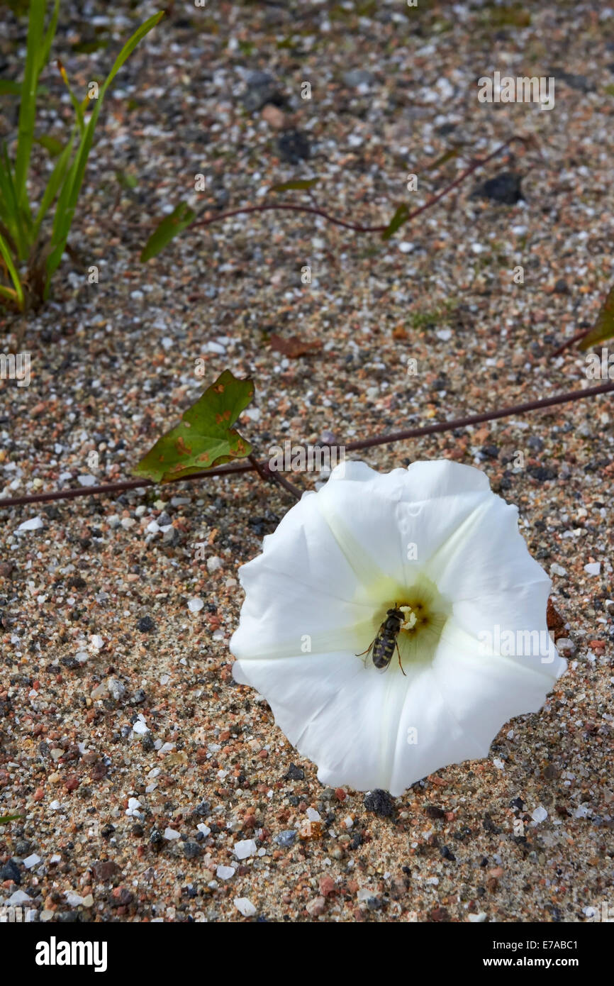 Calystegia sepium subsp. sepium, Hedge centinodia fiore Foto Stock