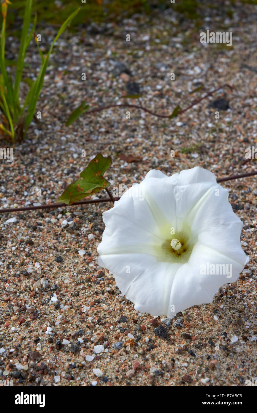 Calystegia sepium subsp. sepium, Hedge centinodia fiore Foto Stock