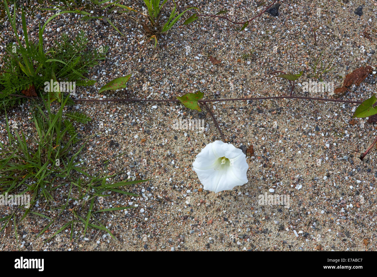 Calystegia sepium subsp. sepium, Hedge centinodia fiore Foto Stock