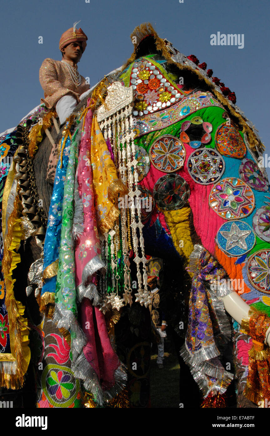 Un allestita elefante a Jaipur Elephant Festival del 2009 Foto Stock