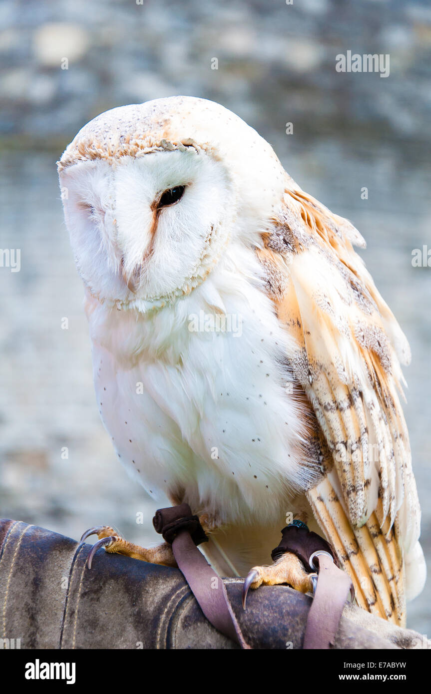 Vista del Barbagianni seduti su falconer guanto Foto Stock