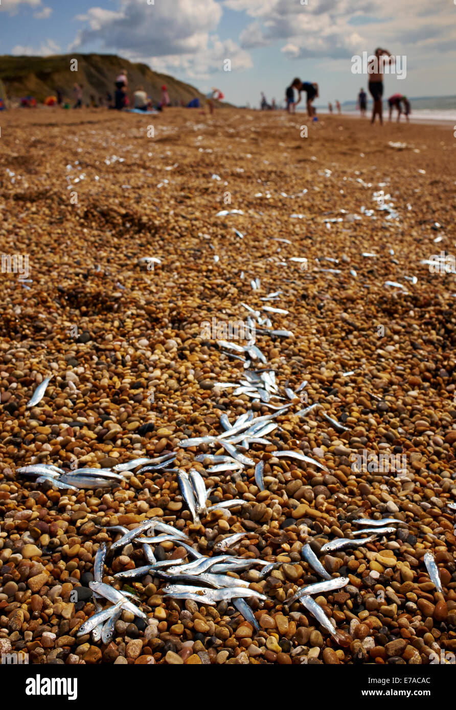 Dead Bianchetti lavati fino a spiagge lungo il South Devon e Cornwall coast, Agosto 2014. Foto Stock