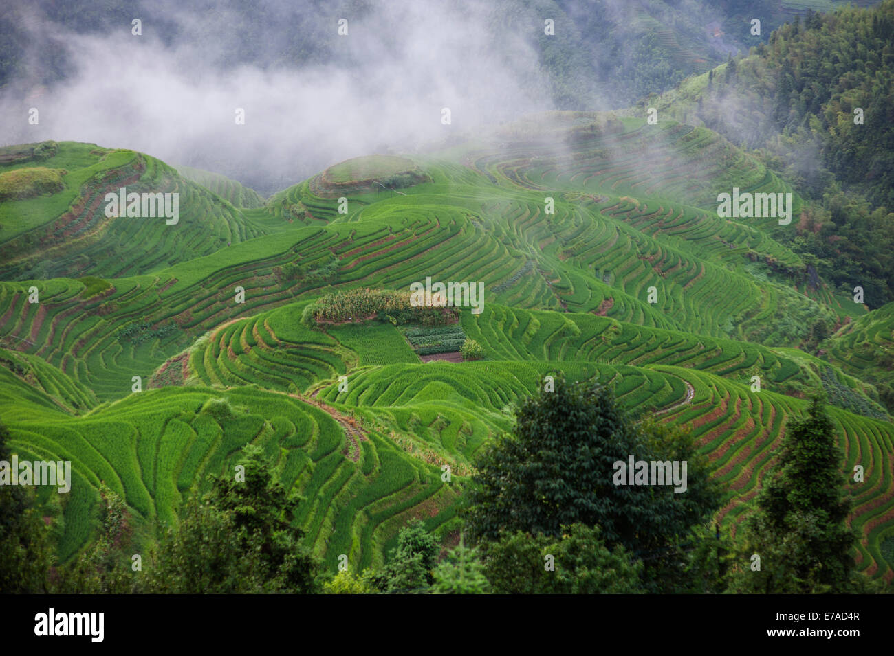 Longji (Dragon's Backbone) Campi di riso terrazzati, Cina Foto Stock