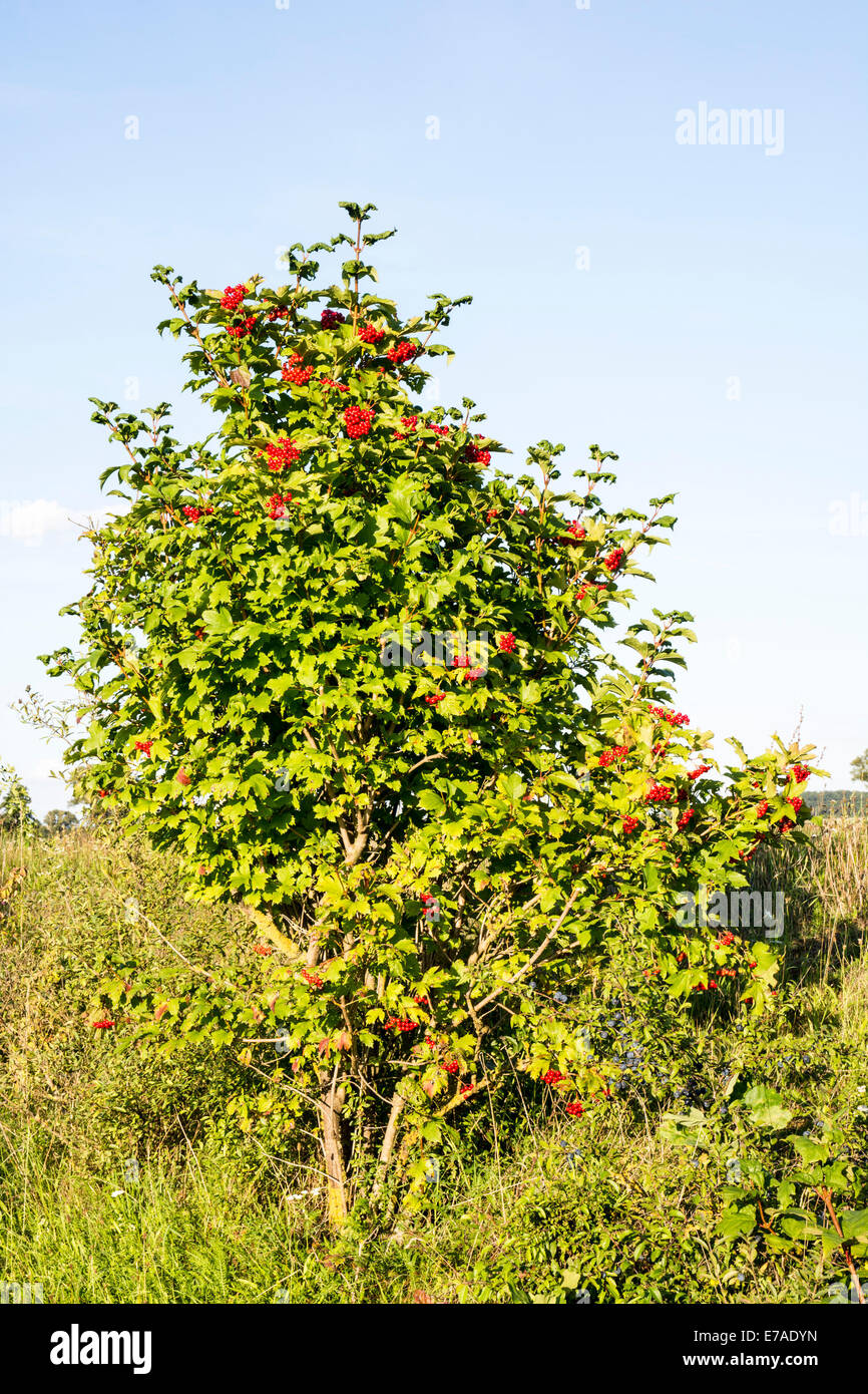 Una boccola con maturi frutti a bacca rossa. Foto Stock Una boccola con maturi frutti a bacca rossa. Foto Stock