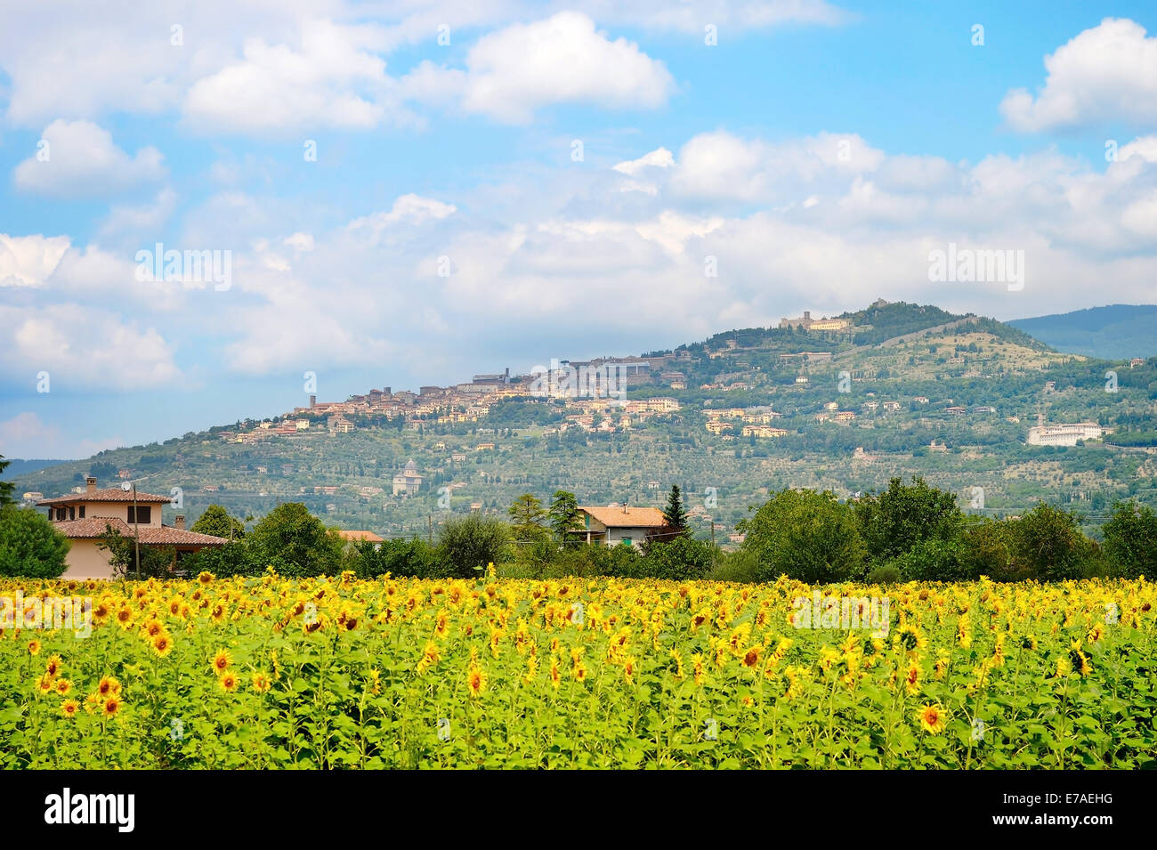 Paesaggio con campi di girasole e la città sulla cima della collina. Cortona, Toscana, Italia Foto Stock