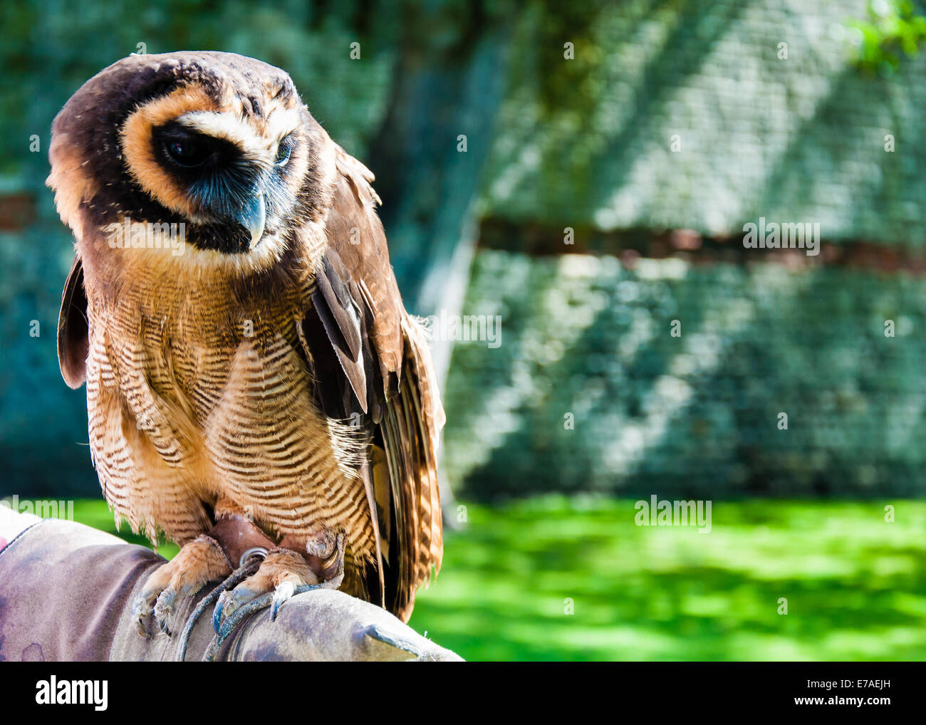 Close up ritratto di legno marrone Owl contro lo sfondo di colore verde Foto Stock