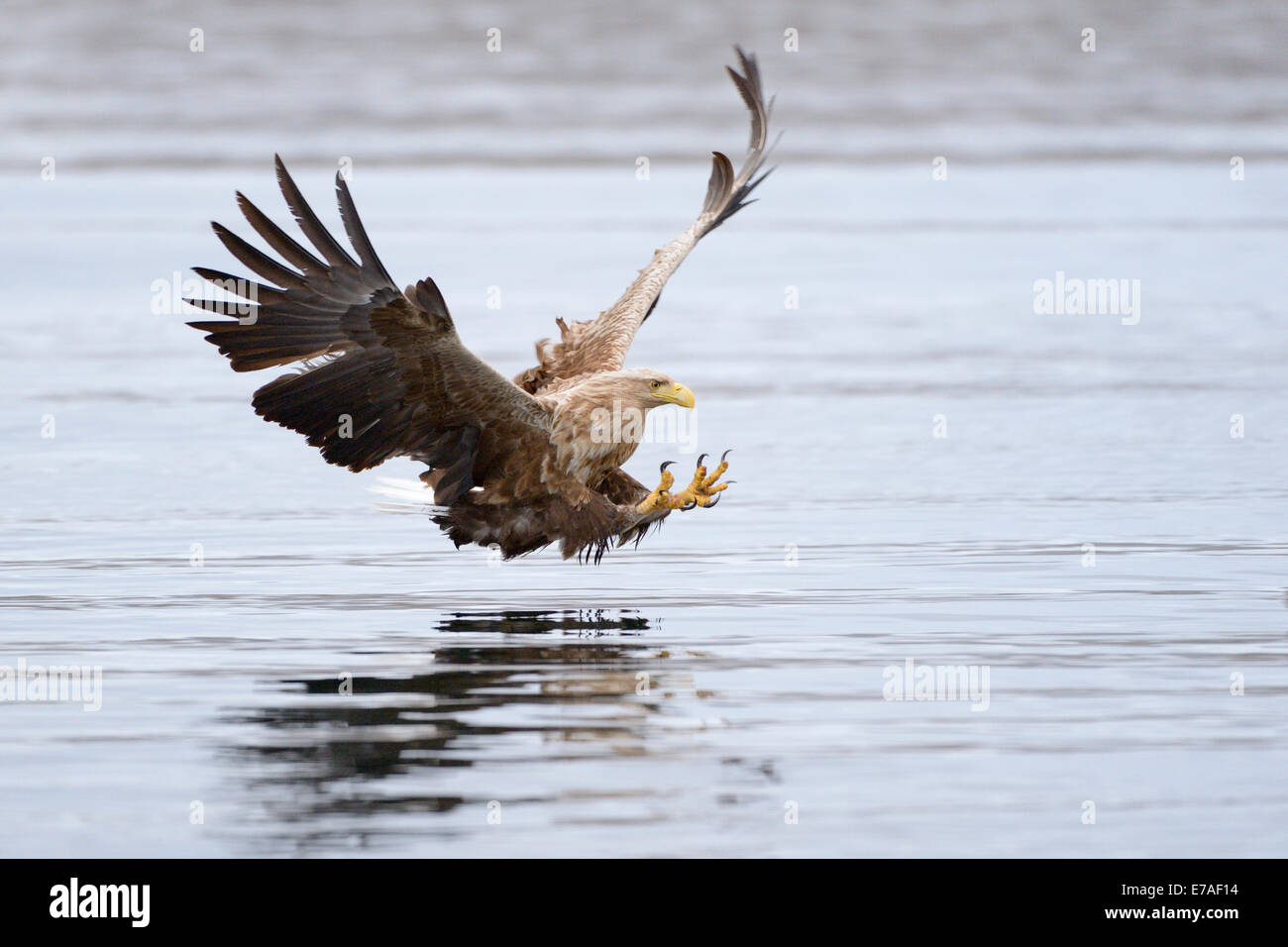 White-tailed eagle (Haliaeetus albicilla) per la cattura di pesce in norvegese bay. Foto Stock