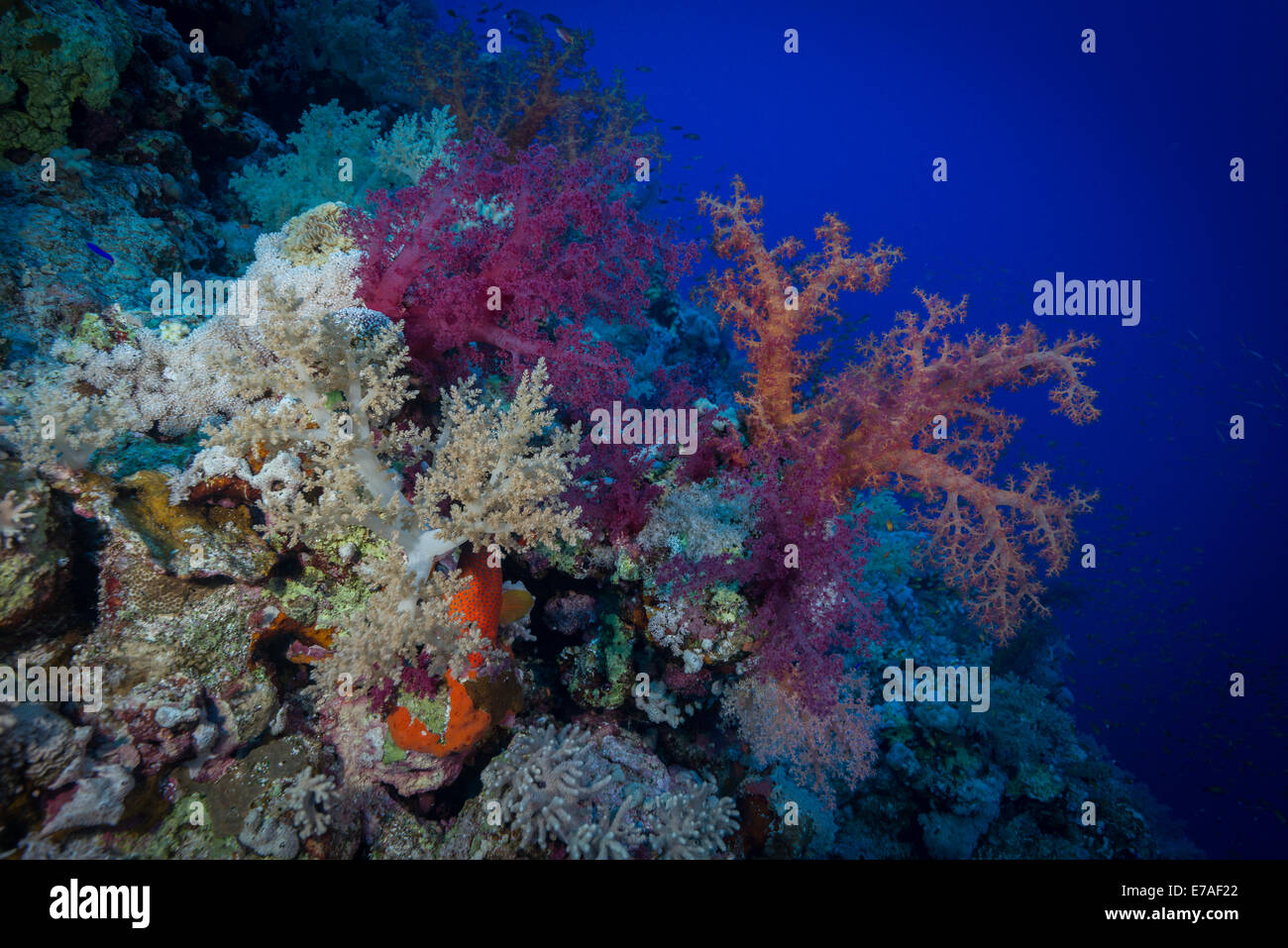 Coralli molli color Soraya Reef, Mar Rosso, Egitto Foto Stock