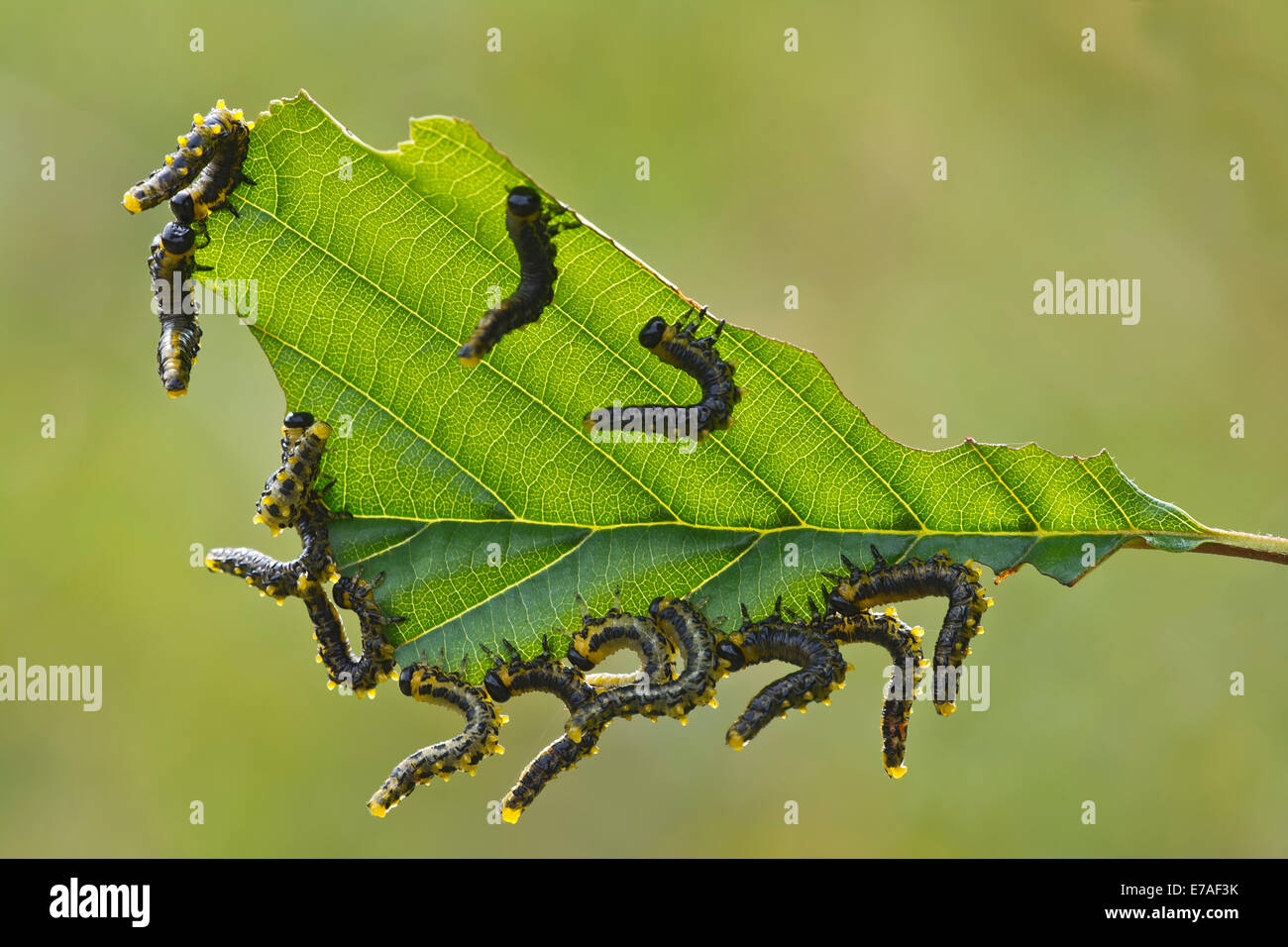 Le larve della betulla sawfly (Craesus latipes), Burgenland, Austria Foto Stock