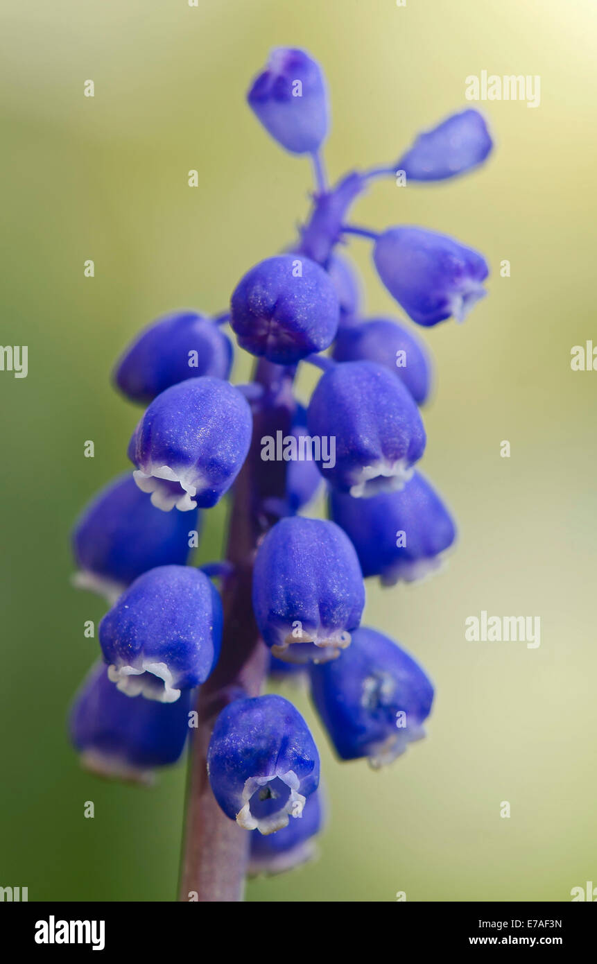 Giacinto di uva (Muscari botryoides), Tirolo, Austria Foto Stock
