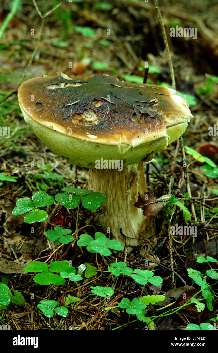 Boletus edulis, comunemente noto come i porcini (nonché penny bun, porcino o CEP), è un basidiomicete fungo. Foto Stock
