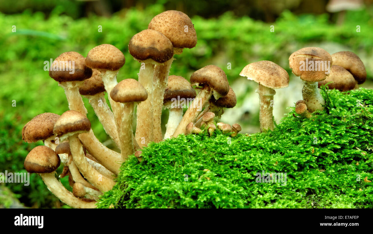 Kuehneromyces mutabilis (sinonimo: Pholiota mutabilis), comunemente noto come woodtuft inguainato, è un fungo commestibile. Foto Stock