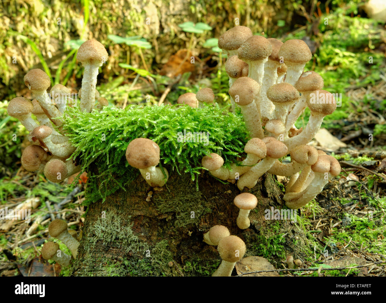 Kuehneromyces mutabilis (sinonimo: Pholiota mutabilis), comunemente noto come woodtuft inguainato, è un fungo commestibile. Foto Stock