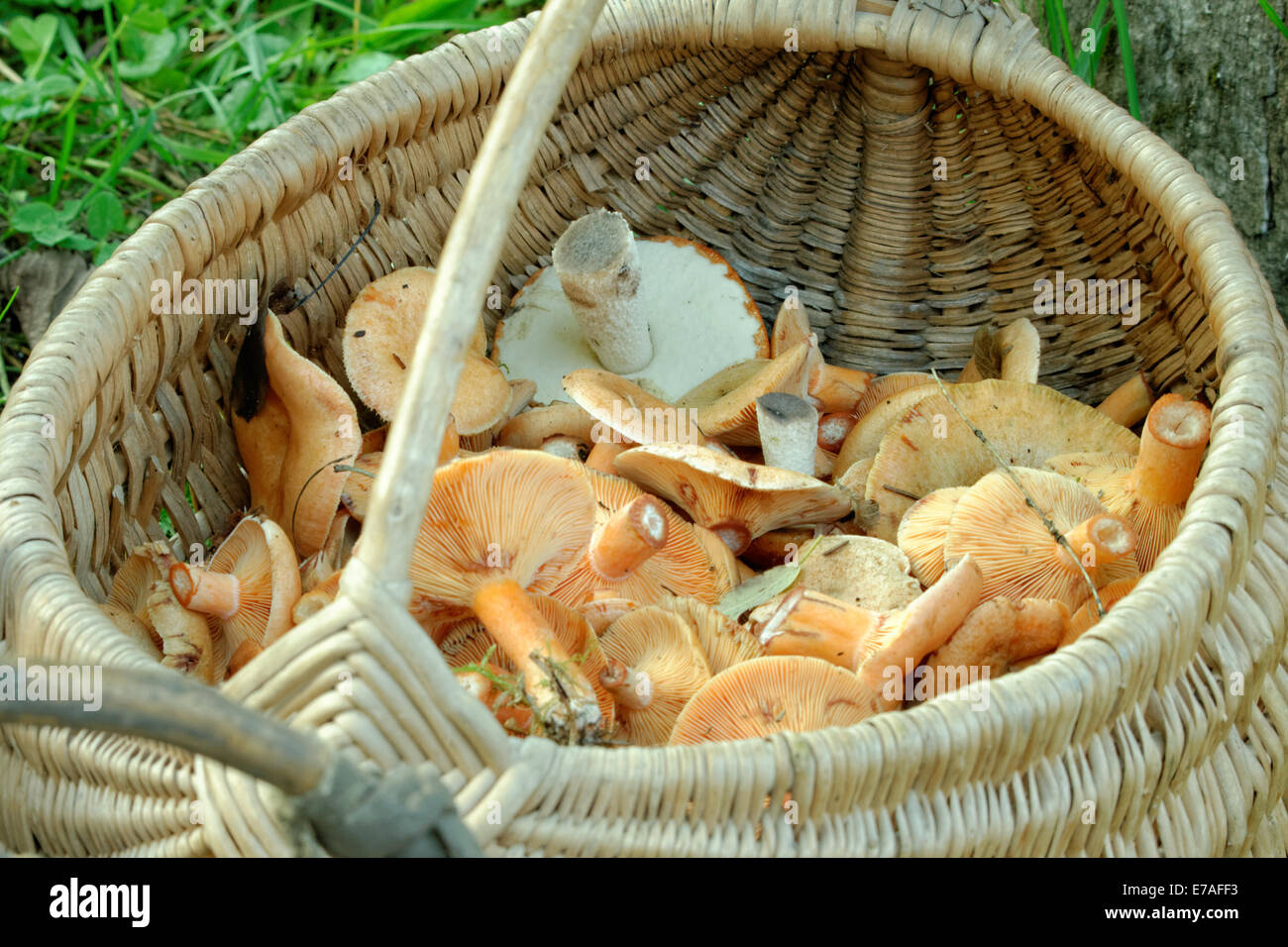 Lactarius deterrimus, noto anche come falso zafferano milkcap, è una specie di fungo in famiglia Russulaceae. Foto Stock