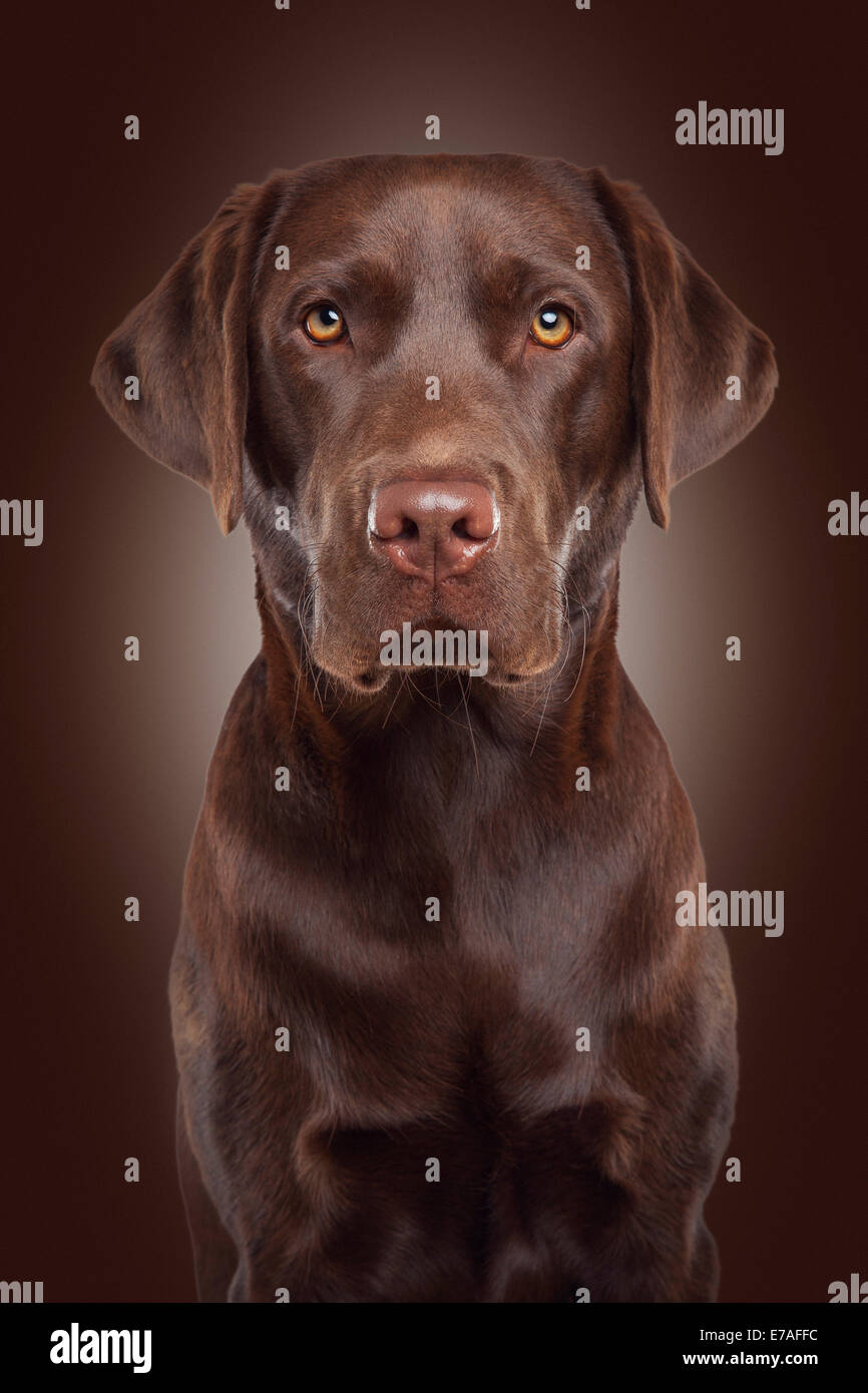 Il Labrador, cane ritratto Foto Stock