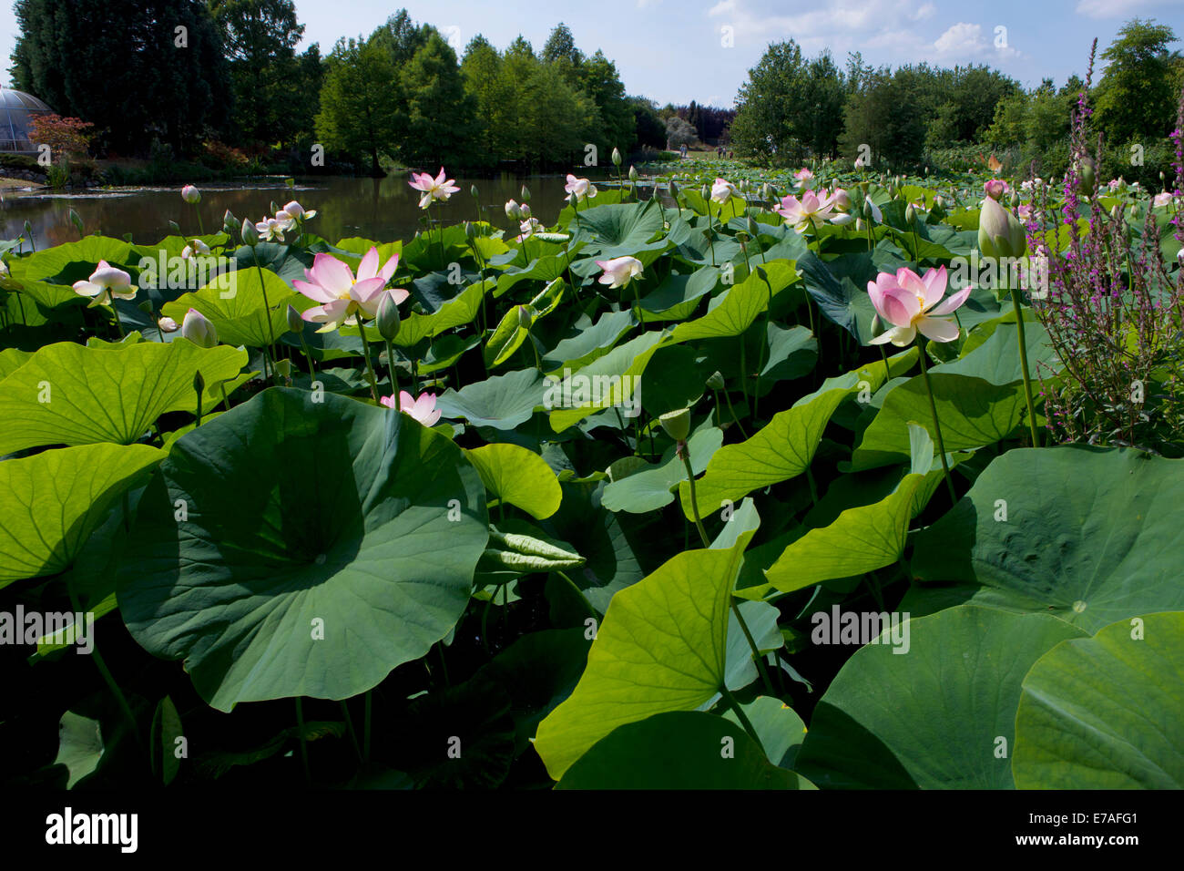 Indian fiori di loto (Nelumbo nucifera), Arboreto Baumpark Ellerhoop, Schleswig-Holstein, Germania Foto Stock