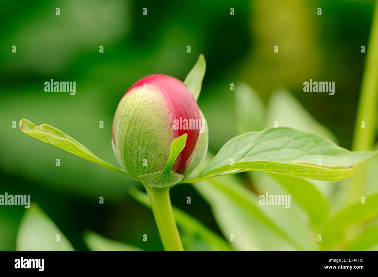Peonie cinesi (Paeonia lactiflora), Flower bud, Germania Foto Stock