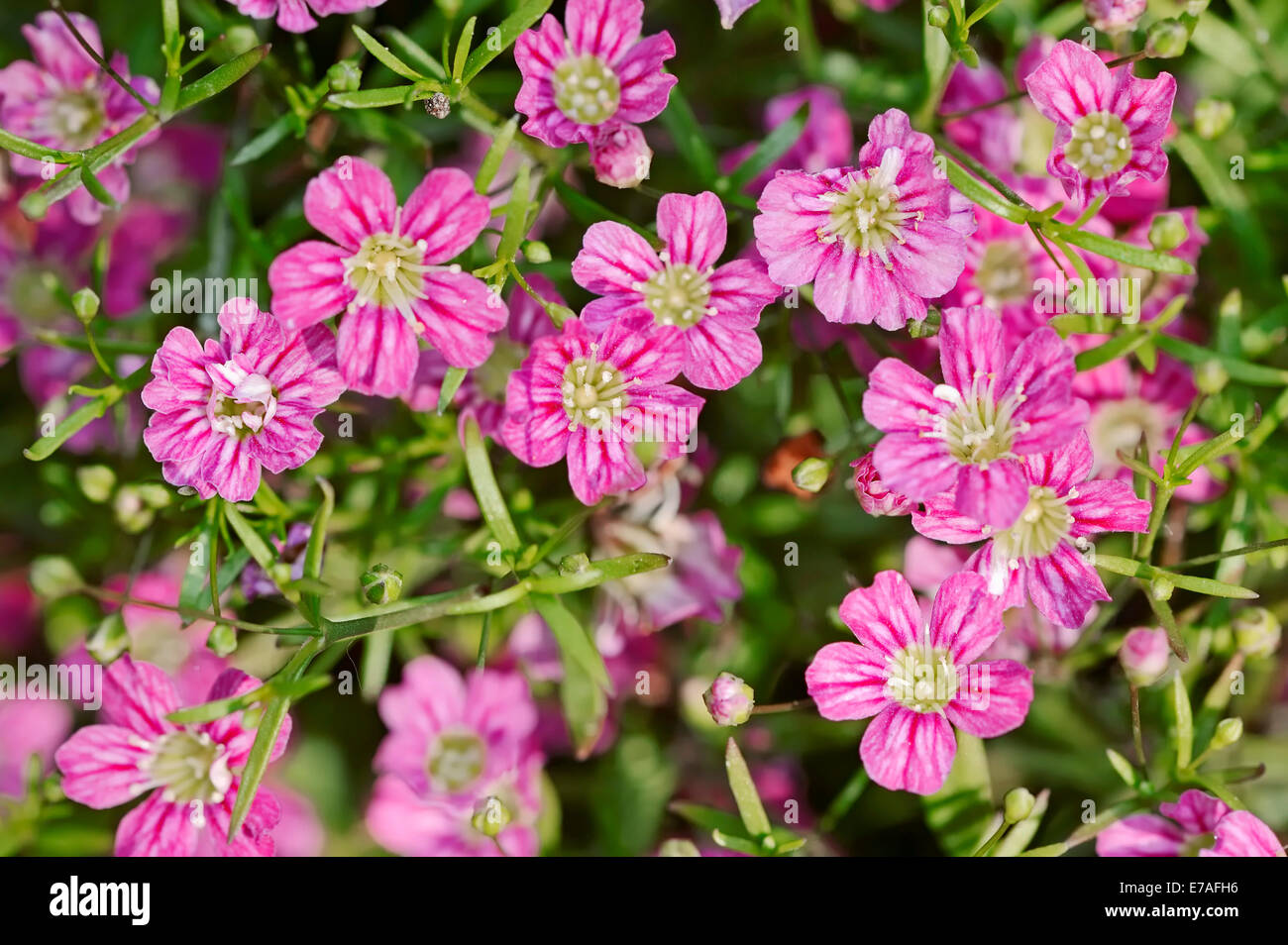 Lo spunto da fermi del Bambino il respiro (Gypsophila repens), Rosea varietà, fiorisce, Germania Foto Stock