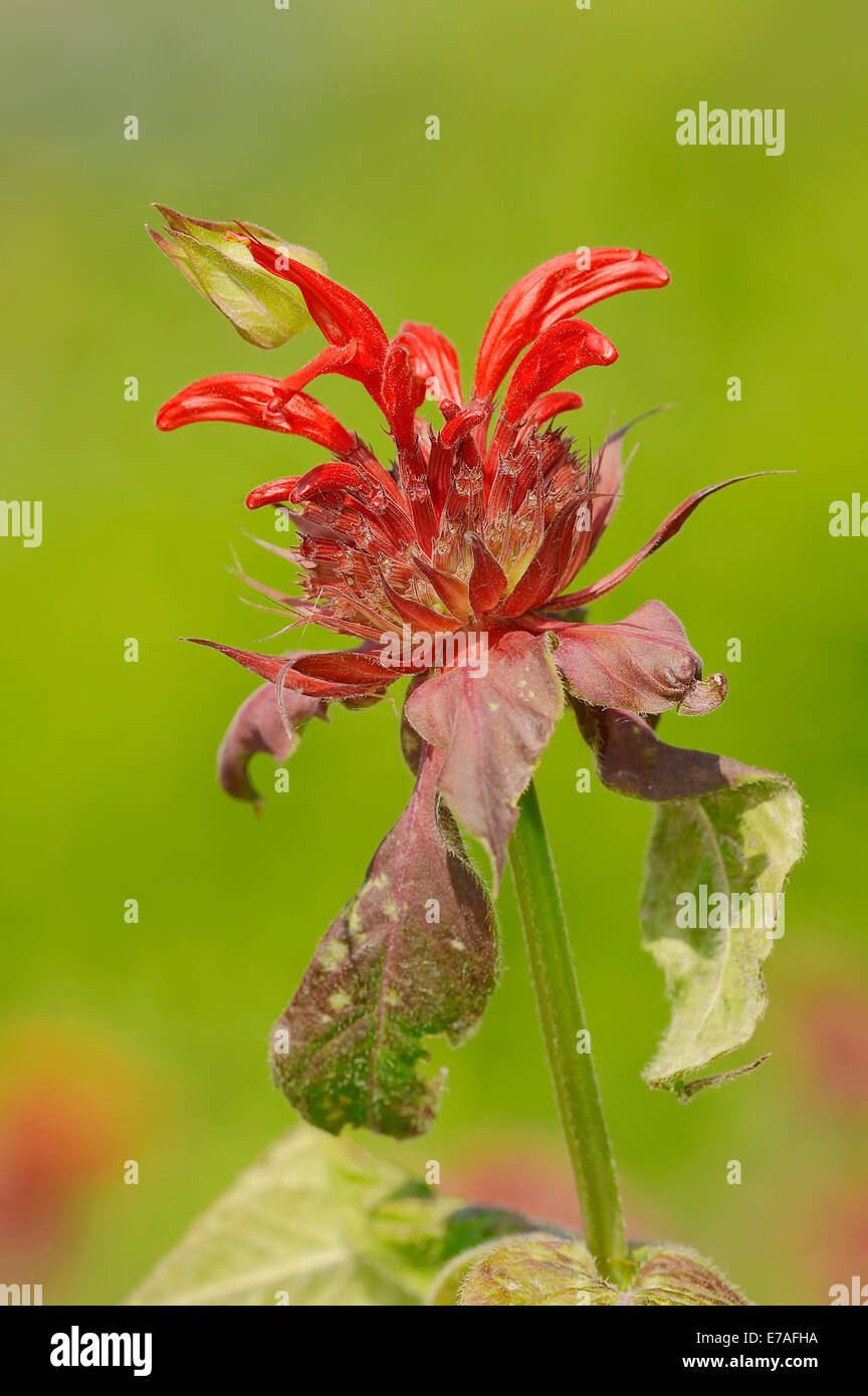 Crimson Beebalm (Monarda didyma ibrido), Blossom, Germania Foto Stock