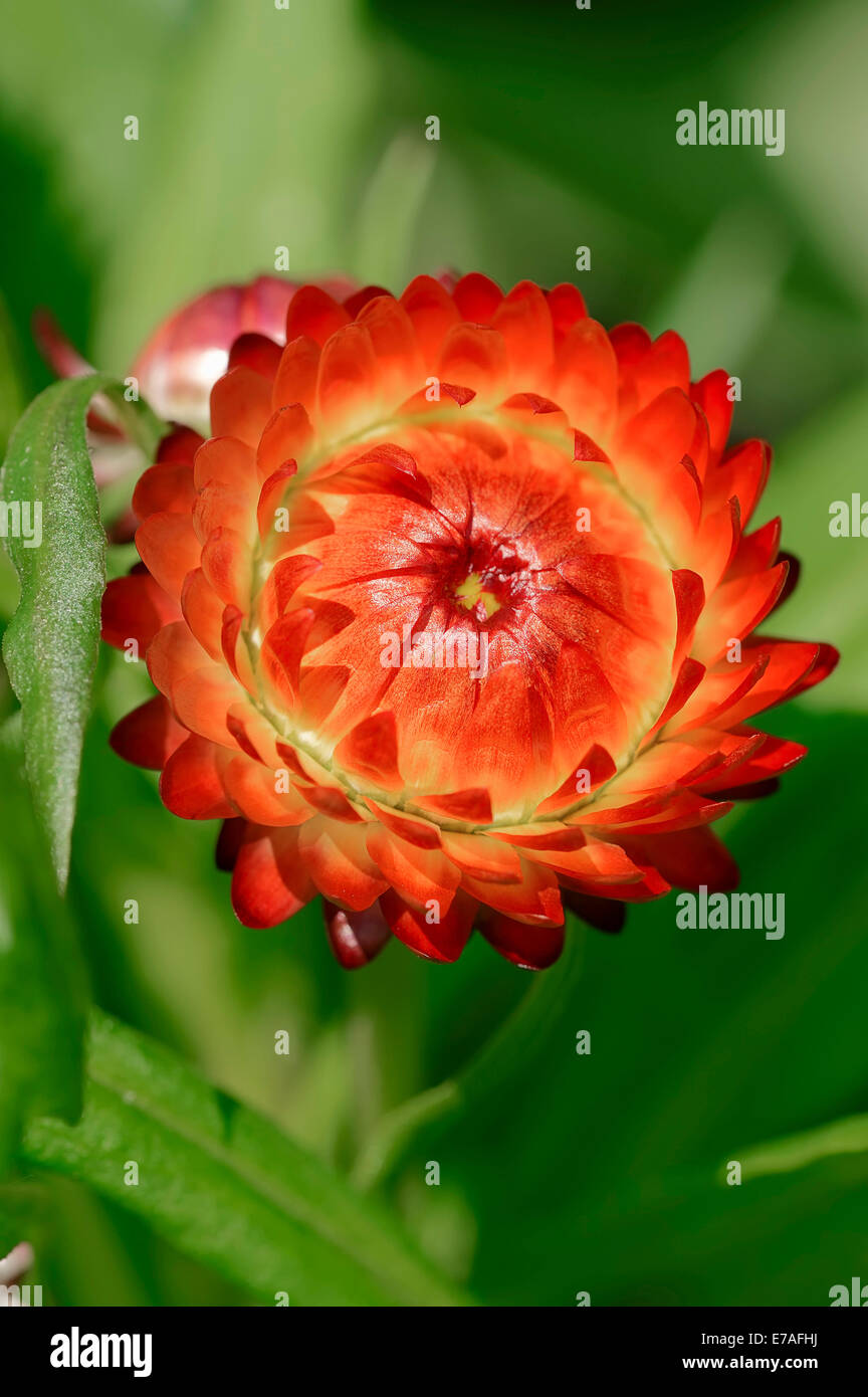 Golden Everlasting (Helichrysum bracteatum), Blossom, nativo di Australia Foto Stock