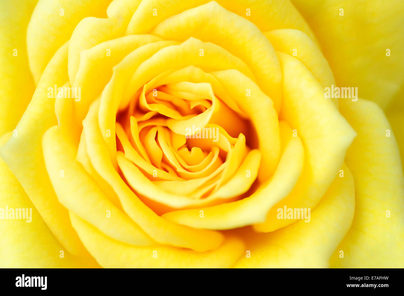 Miniatura rosa (Rosa spp.), Goldjuwel varietà, vista in dettaglio di un fiore, Germania Foto Stock