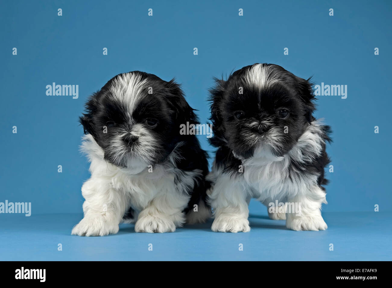 Due Shih Tzu cuccioli di 4 settimane, in bianco e nero Foto Stock