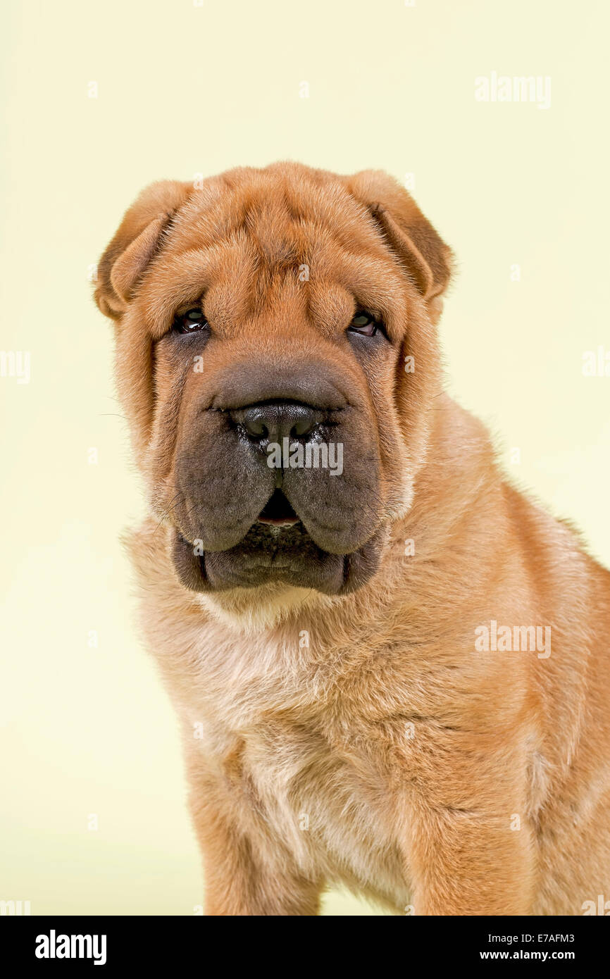 Shar Pei cucciolo, 8 settimane, maschio, colore rosso Foto Stock