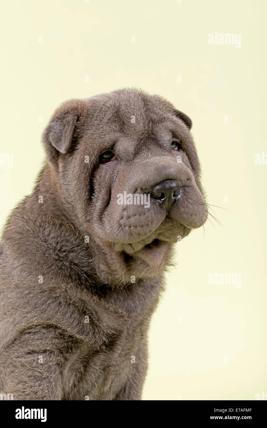 Shar Pei cucciolo, 8 settimane, maschio, colore blu Foto Stock