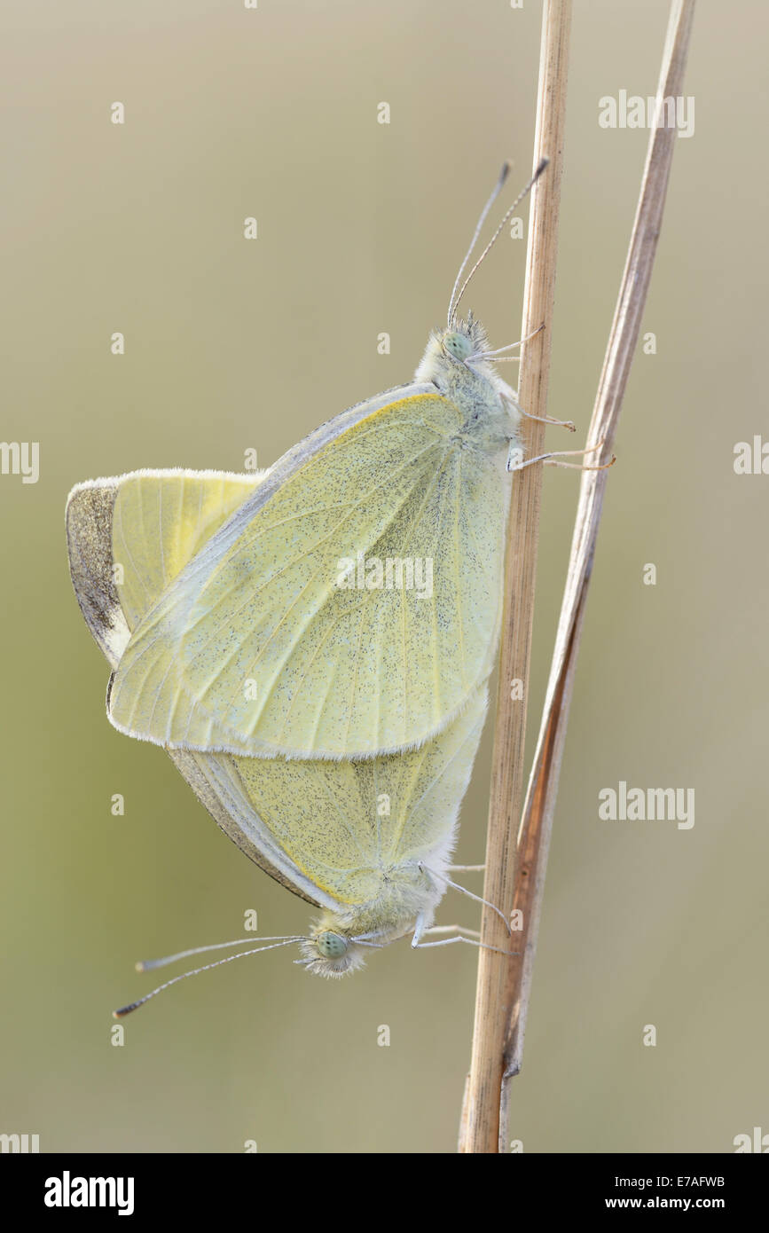 Di piccole dimensioni e di colore bianco o cavolo bianco farfalle (Sarcococca rapae), accoppiamento, Turingia, Germania Foto Stock