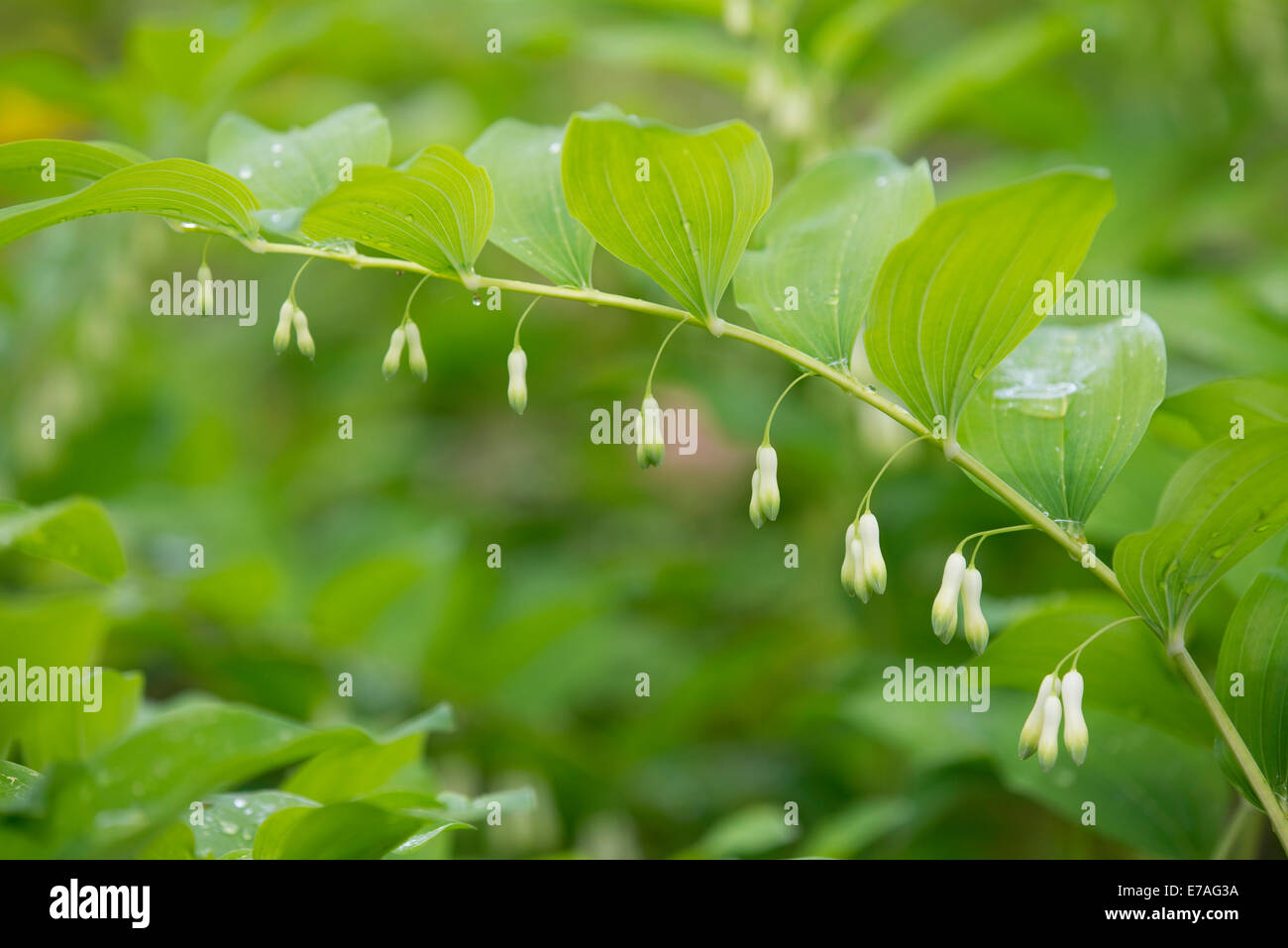 Salomone sigillo o Salomone Eurasiatica del sigillo (Polygonatum multiflorum), fioritura, Turingia, Germania Foto Stock