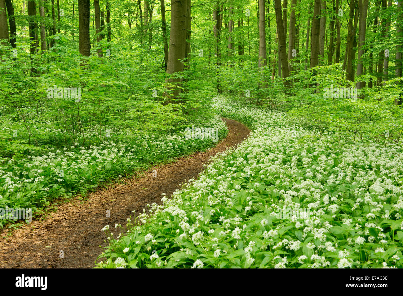 Percorso in una foresta di primavera, fioritura aglio selvatico o Ramsons (Allium ursinum), Parco Nazionale Hainich, Turingia, Germania Foto Stock