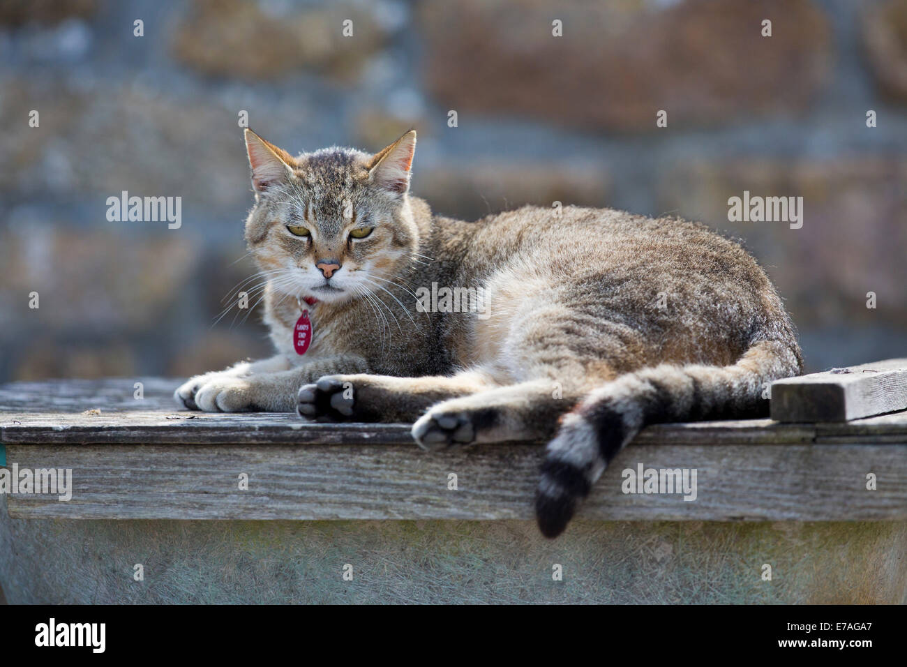 Land's End Cat; Cornovaglia; Regno Unito Foto Stock