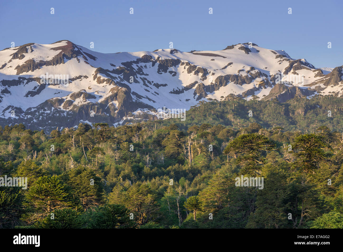 Foresta con gli alberi di puzzle delle scimmie (Araucaria araucana) e montagne innevate, Parco Nazionale Conguillío, Melipeuco Foto Stock