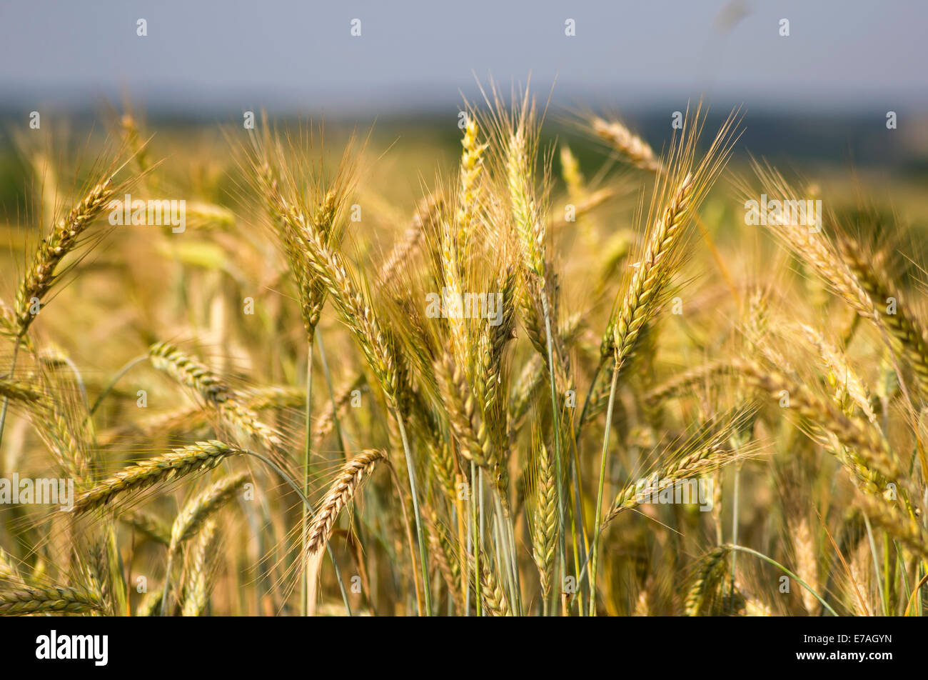 Giallo campo di segale Foto Stock