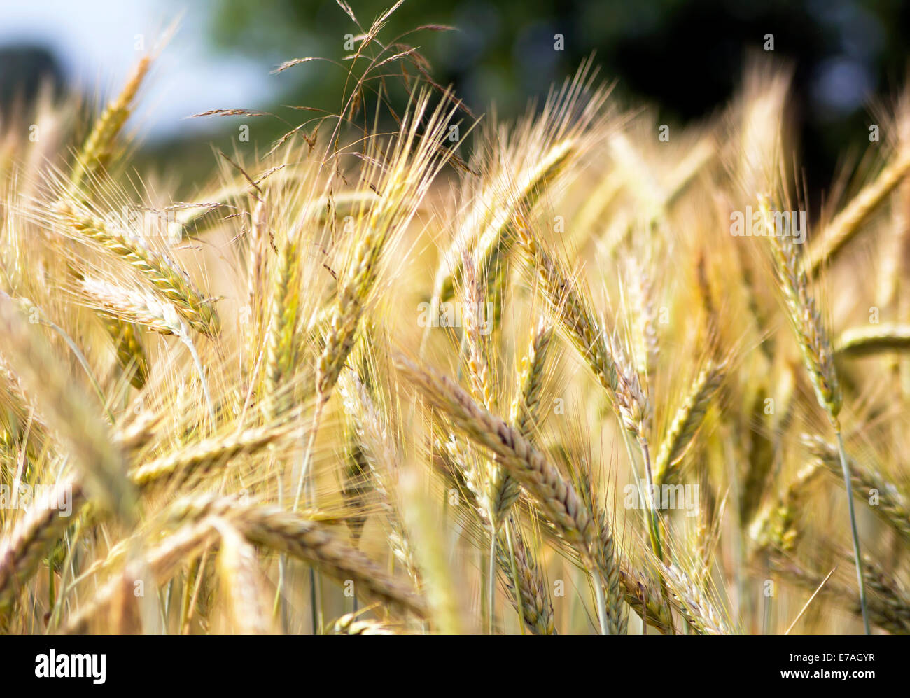 Giallo campo di segale Foto Stock