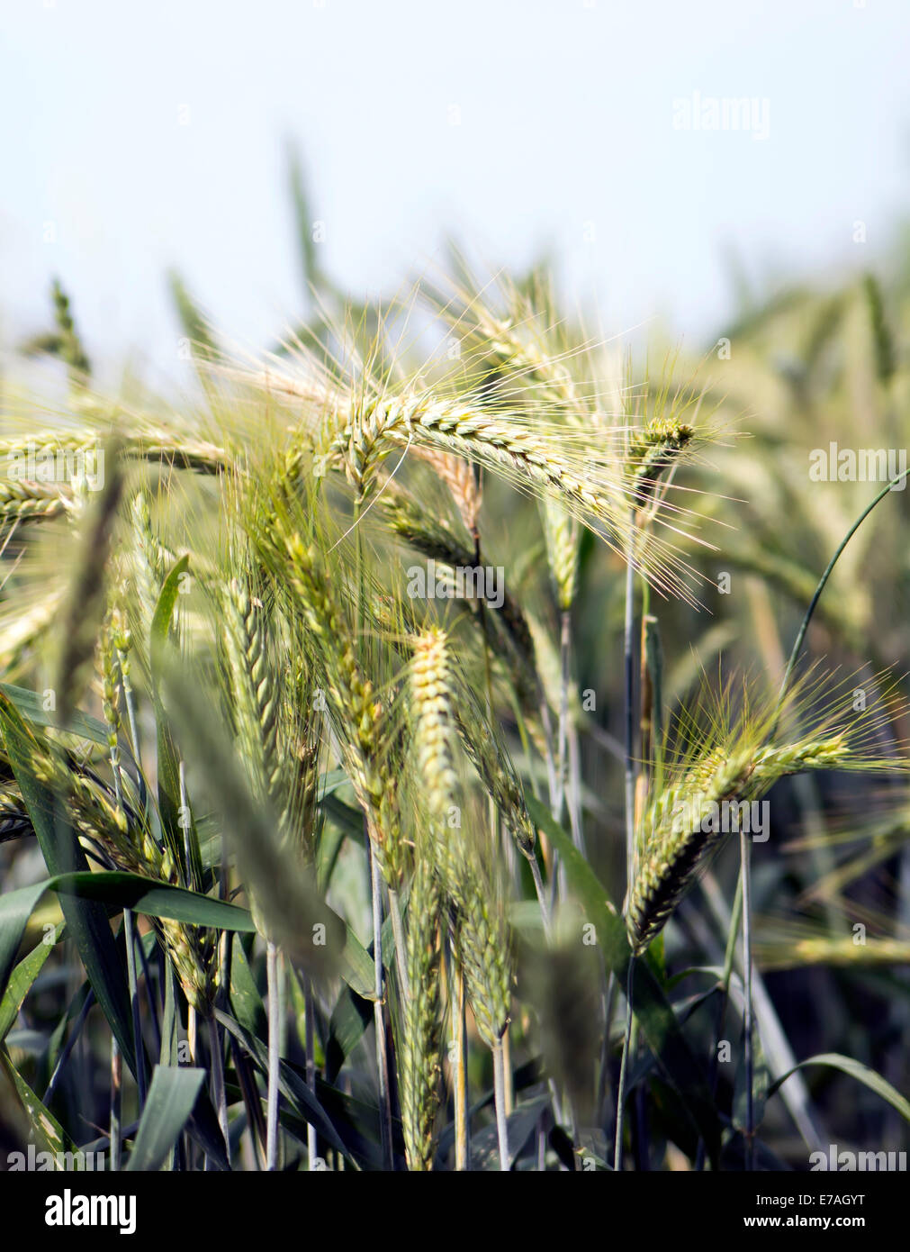 campo di segale verde Foto Stock