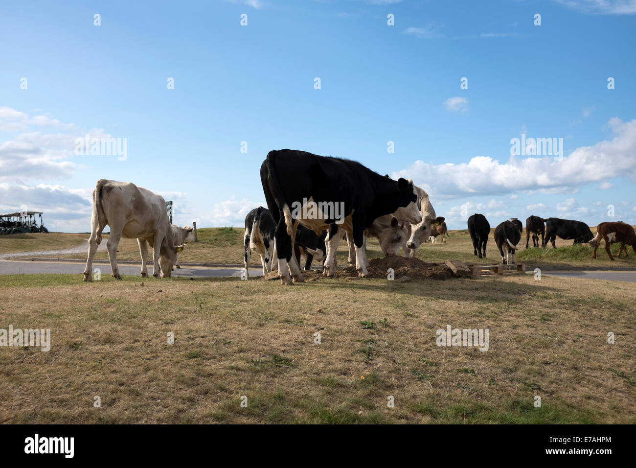 Le mucche mangiano l'erba di pascolo comune su terreni pubblici Foto Stock