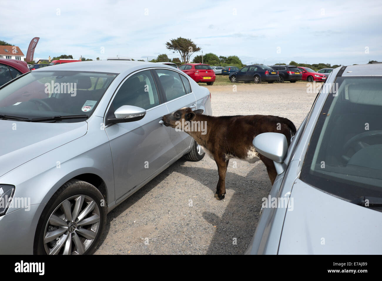 Mucca mangiare auto Maniglia della porta nel parcheggio di vitello divertenti Foto Stock