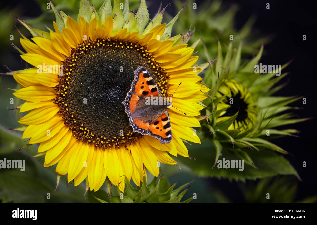 Piccola Tartaruga butterfly alimentazione su campi di girasoli Foto Stock