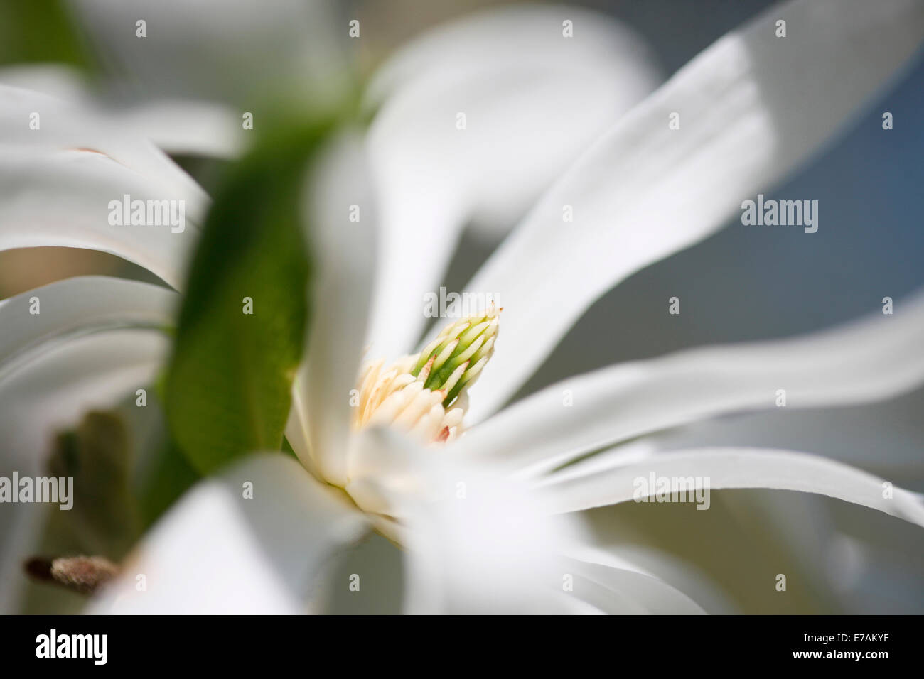 Bianco Magnolia stellata libero fluente ed elegante © Jane Ann Butler JABP Fotografia1280 Foto Stock