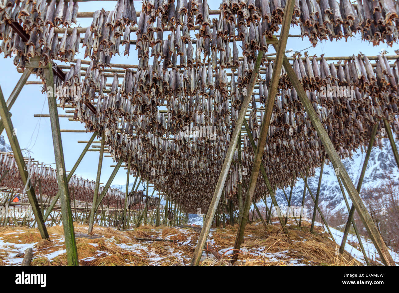 Asciugando lo stoccafisso in Norvegia, Foto Stock