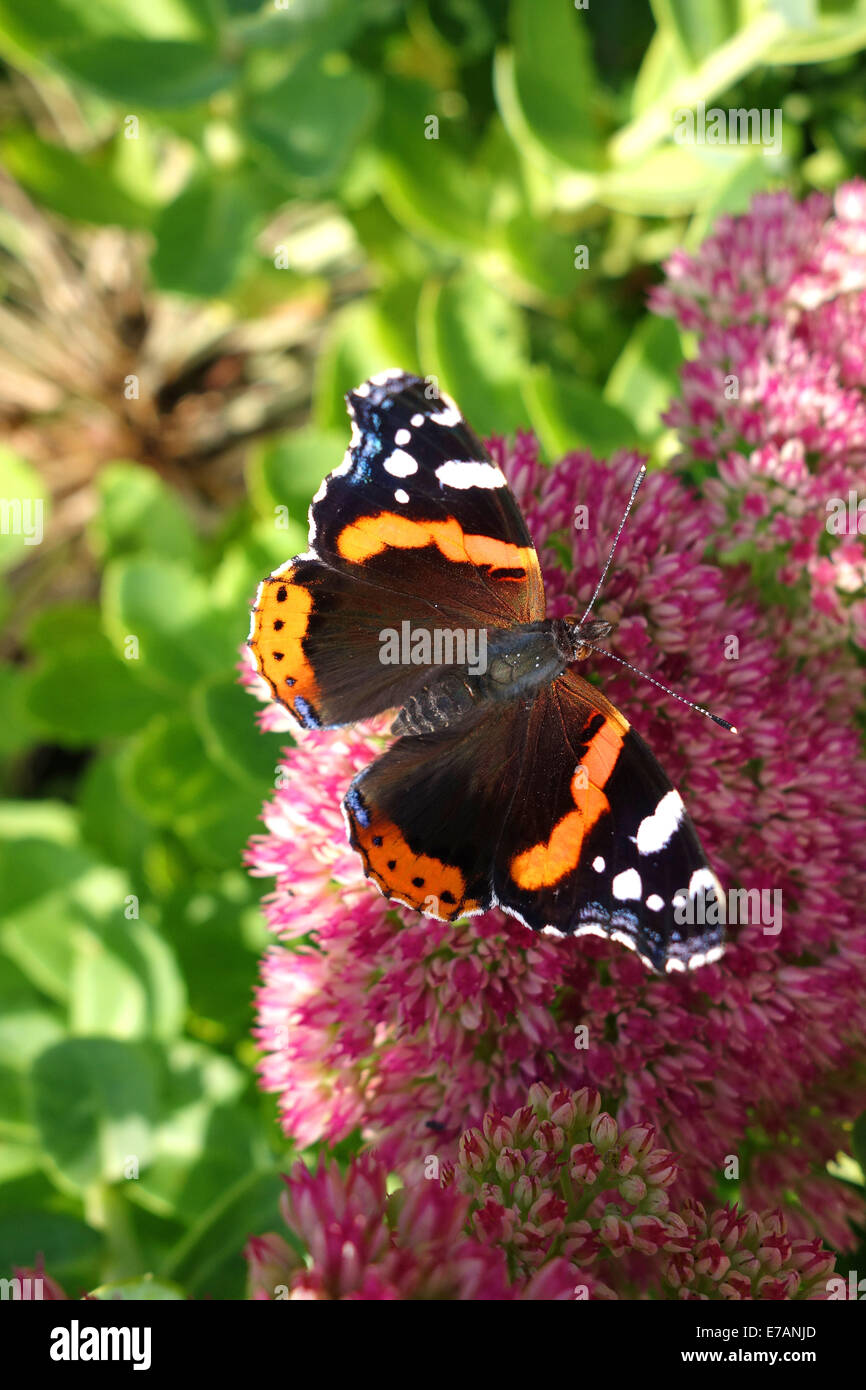 Red Admiral farfalla sul fiore Sedum Regno Unito Foto Stock